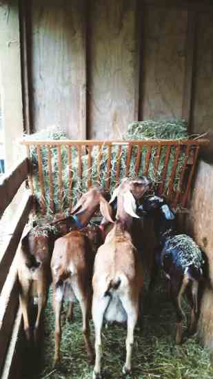 
This project is “Hay-OK!” 
